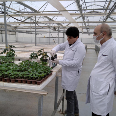 Liquid fertilizers of Azerbaijan’s AZCHEMCO LLC applied in experiments at Scientific Research Institute of Agriculture Ministry