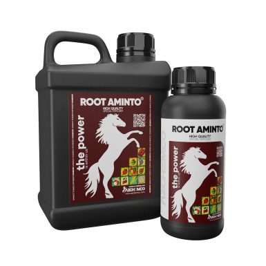 ROOT AMINTO